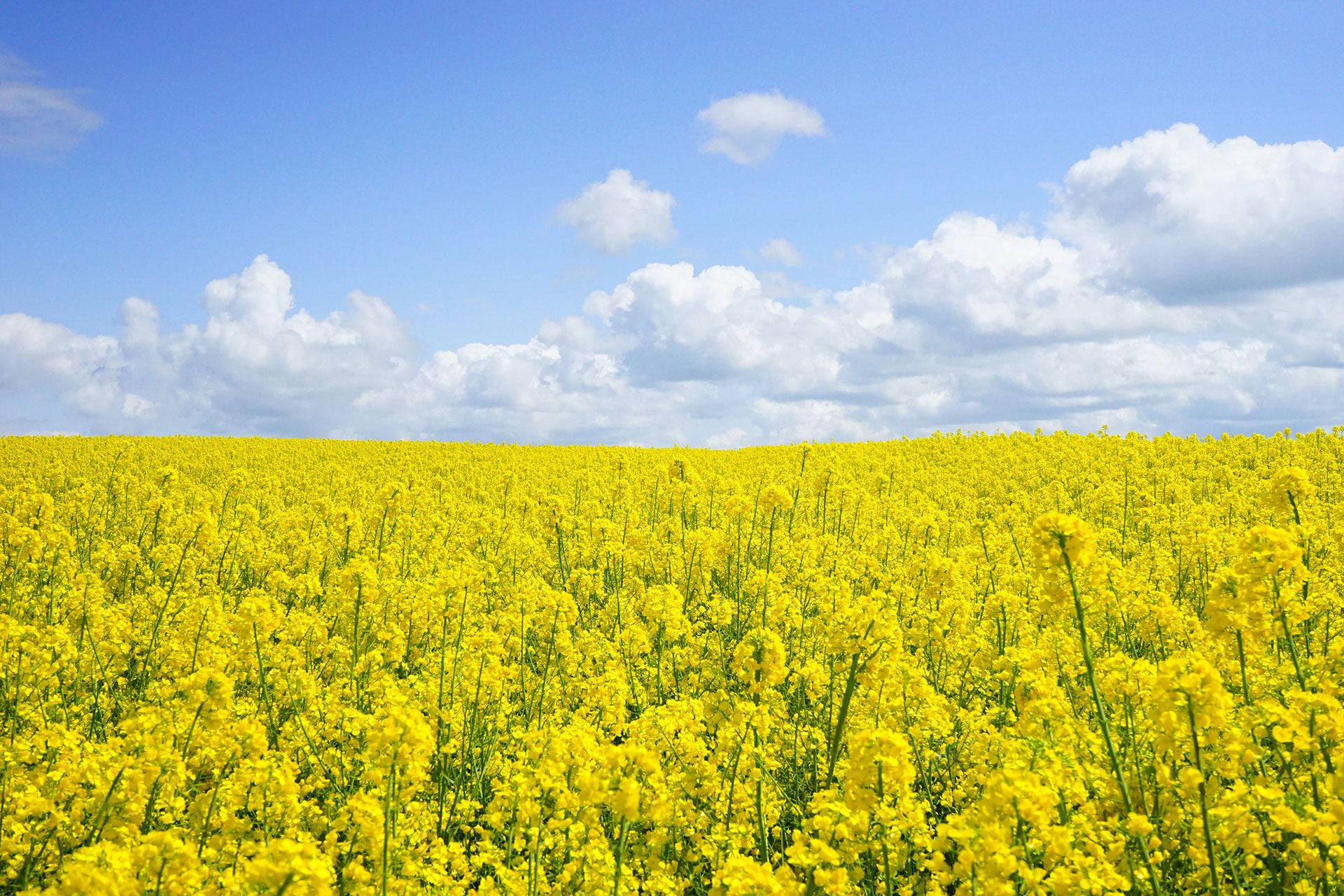 Field of flowers