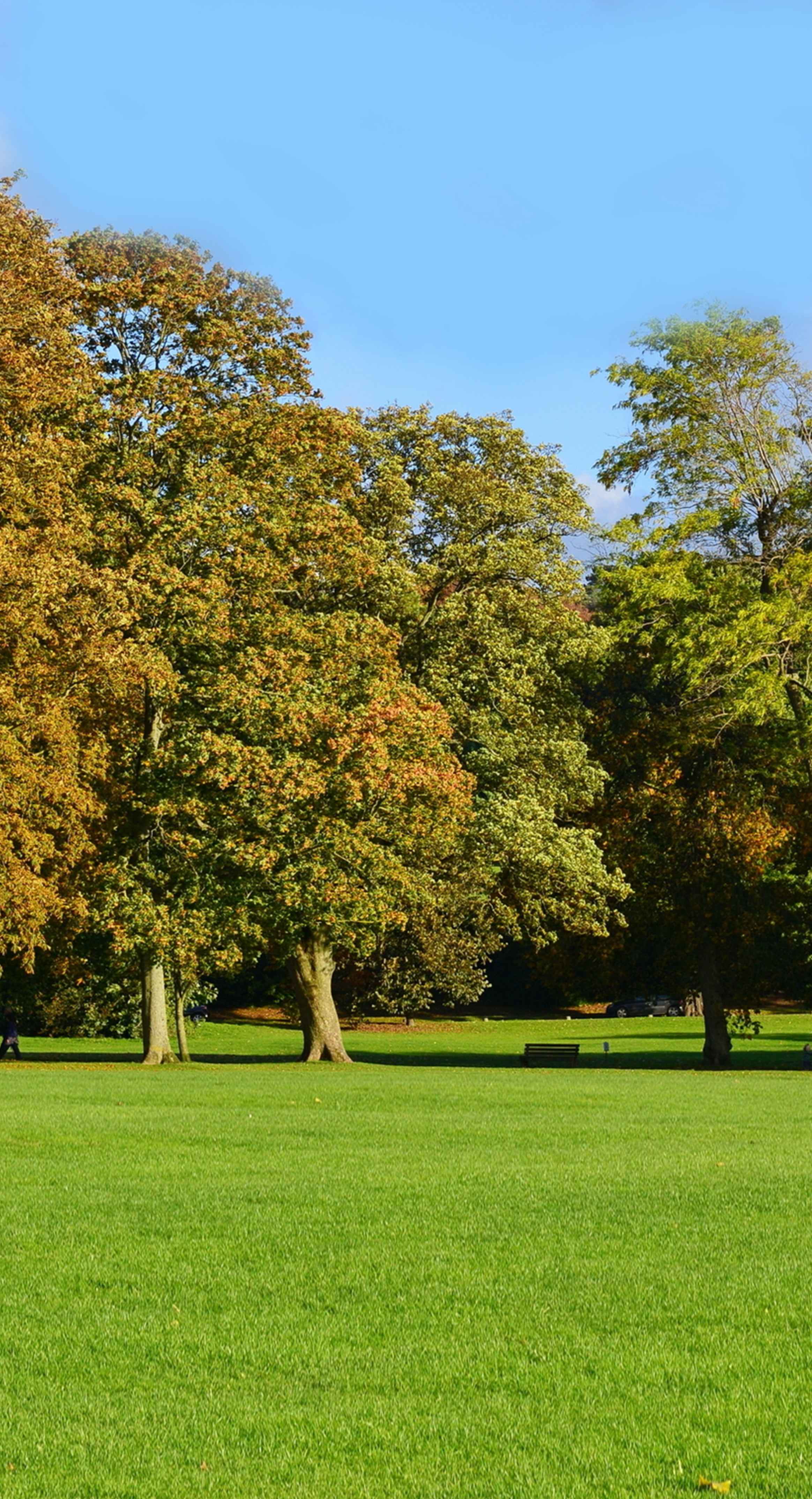 A field with trees