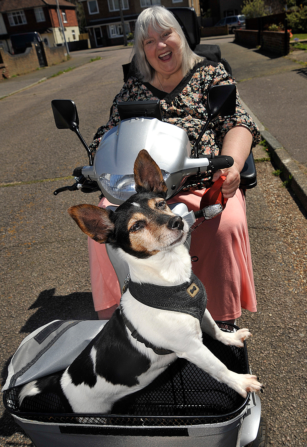 Dog in a mobility scooter basket